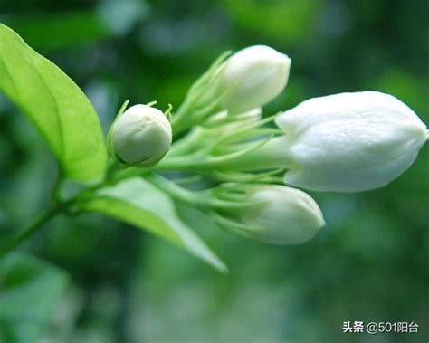 門口種茉莉花好嗎|【門口種茉莉花好嗎】門口種茉莉花，好運旺桃花？破解風水迷思。